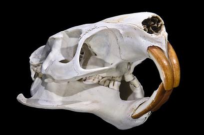 alt: Lebka nutrie říční s výrazně barevnými hlodáky. Zdroj Wikimedia Commons, autor Didier Descouens, licence Creative Commons Attribution-Share Alike 3.0 Unported.