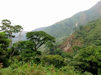alt: Největší fragment horského mlžného lesa v Kedjom-Keku je velký asi 100 hektarů.