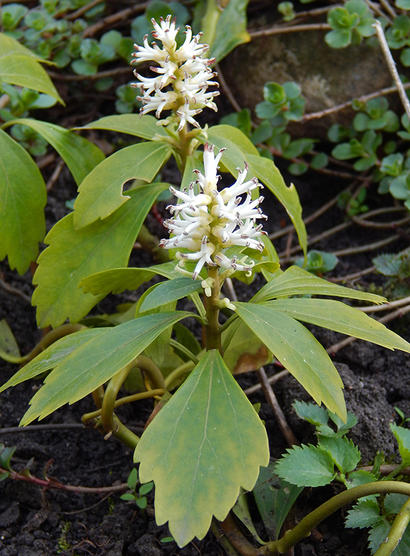 alt: Tlustonitník klasnatý (*Pachysandra terminalis*). Foto Stanislav Frolík.