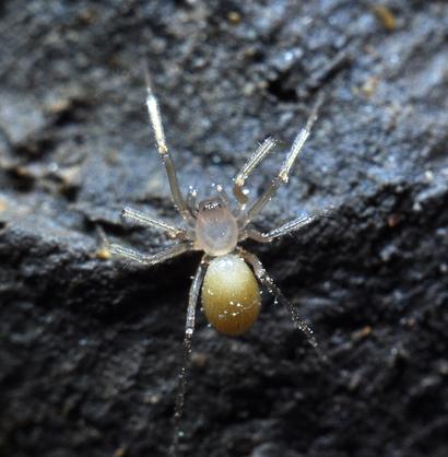 alt: Plachetnatka hlubinná (*Porrhomma profundum*), pavouk z čeledi plachetnatkovitých (Linyphiidae). Exemplář z jeskyně Domica ve Slovenském krasu. Tento druh preferuje podzemní biotopy střední Evropy, kde funguje jako predátor. Foto: Ľ. Kováč a P. Ľuptáčik.