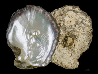 alt: Lastura perlotvorky mořské s výraznou perleťovou vrstvou. Zdroj Wikimedia Commons, autor Didier Descouens, licence Creative Commons Attribution-Share Alike 3.0 Unported.