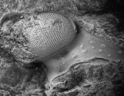 alt: Oko trilobita *Ancyropyge sola* z Čelechovic. Na fosilii je skvěle vidět struktura složeného oka. Foto Štěpán Rak.