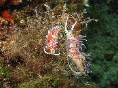 alt: Nahožábří plži druhu *Cratena peregrina*. Foto Adam Petrusek.