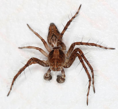 alt: Severoamerický pavouk paslíďák žebříkovitý (*Oxyopes scalaris*) se třemi regenerovanými končetinami na pravé straně těla. Zdroj BugGuide.net, autor Lynette Schimming, licence Creative Commons Attribution-NoDerivs-NonCommercial 1.0 Generic.