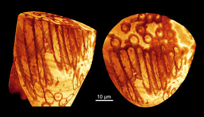 alt: Část svazku fosilních spermií lasturnatky, jak je zobrazila synchrotronová nanotomografie. Tato metoda je mikroskopickou obdobou počítačové tomografie, kterou známe z nemocnic. Foto Renate Matzke-Karasz.