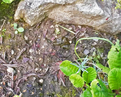 alt: Hnědozelená hmota na skalce, pravděpodobně kolonie sinic patřících do rodu *Nostoc*. Foto tazatelka.