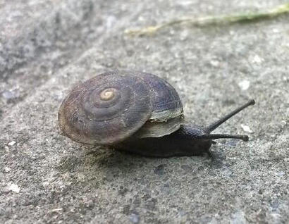 alt: Skalnice kýlnatá – plž, kterého si nespletete. Foto Jarda Luhan.