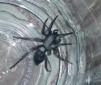 alt: Impozantní černý pavouk skálovka. Foto tazatelka.