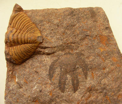 alt: Detail pozitivu *Furca bohemica* (tmavší objekt). Vlevo nahoře ocasní štít trilobita *Dalmanitina socialis*. Foto Štěpán Rak.
