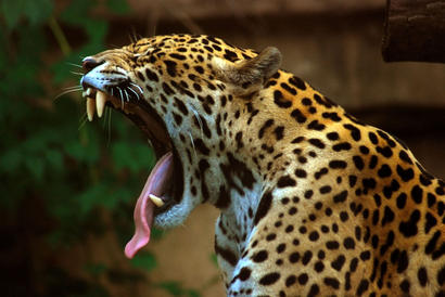 alt: Zívající jaguár. Zdroj Wikimedia Commons, autor MarcusObal, licence CC BY-SA 3.0.