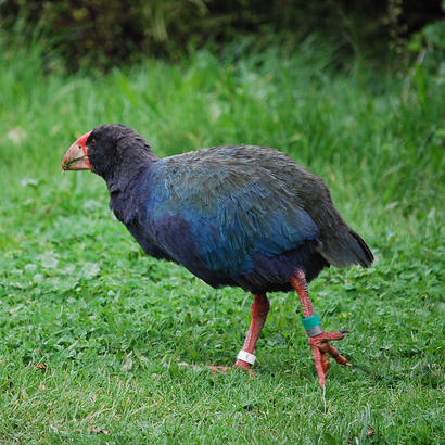 alt: Slípka takahe je nelétavý chřástalovitý pták. Žije pouze na Novém Zélandu, kde byla v minulosti téměř vyhubena. Zdroj Wikimedia Commons, autor Ashleigh Thompson, licence CC BY 2.0.