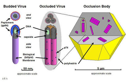 alt: Hmyzí bakuloviry vydrží na povrchu listů díky útvarům, které jsou tvořeny speciálním proteinem (znázorněn šedým tečkováním). Uvnitř proteinového tělíska se nacházejí jednotlivé virové částice (růžově). Zdroj Wikipedia, autor Ikehiker, volné dílo.