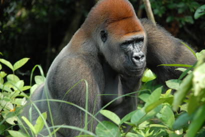 alt: I gorily se dokážou pohybovat po zadních, když to potřebují. Zdroj Wikimedia Commons, autor Pierre Fidenci, licence CC BY-SA 2.5.