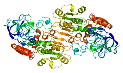 alt: Molekula jednoho typu alkoholdehydrogenázy z lidských jater. Tento enzym odbourává ethanol na acetaldehyd. Zdroj Wikimedia Commons, autor Emw, licence CC BY-SA 3.0.