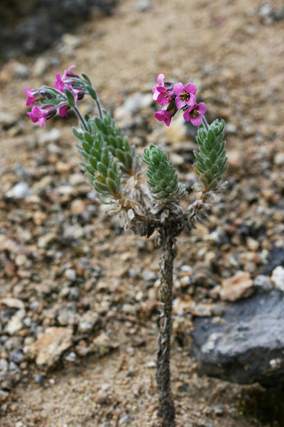 alt: Stejně jako mnoho dalších druhů andských chudin se i *Draba steyermarkii* vyskytuje pouze na omezeném území Národního parku Cajas v jižním Ekvádoru. Svou životní formou představuje analogii venezuelským druhům chudin, které osídlují vysokohorská skalnatá stanoviště. Foto: Petr Sklenář.