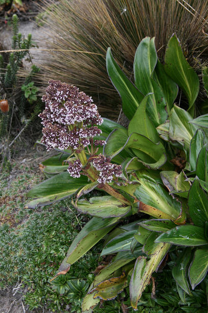 alt: Na chráněných vlhkých stanovištích mohou bylinné kozlíky dorůstat úctyhodných rozměrů. Zde to dokumentuje trs druhu *Valeriana plantaginea* z Ekvádoru, který dosahuje výšky přes 1 metr. Vytvořit z takových jedinců herbářové položky v dostatečném počtu duplikátů představuje určitou výzvu. Foto: Petr Sklenář.