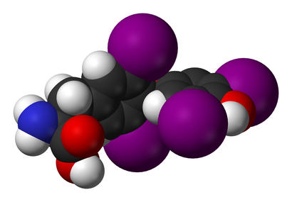 alt: Thyroxin, jeden z hormonů produkovaných štítnou žlázou. Nahoře strukturní vzorec, dole model molekuly. Zdroj Wikimedia Commons, autoři Brenton a Benjah-bmm27, volné dílo / public domain.