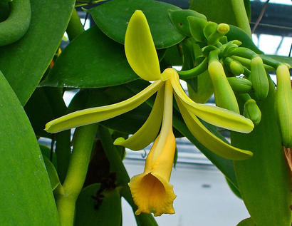 alt: Kvetoucí vanilka, botanicky vanilovník plocholistý. Zdroj Wikimedia Commons, autor H. Zell, licence CC BY-SA 3.0.