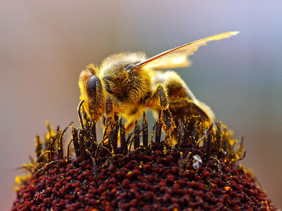 alt: Dělnice včely medonosné při sběru pylu. Zdroj Wikimedia Commons, autor Jon Sullivan, volné dílo / public domain.