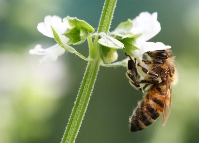 alt: Dělnice včely medonosné na květu bazalky. Zdroj Wikimedia Commons, autor Karsten Dörre, licence CC BY-SA 3.0.