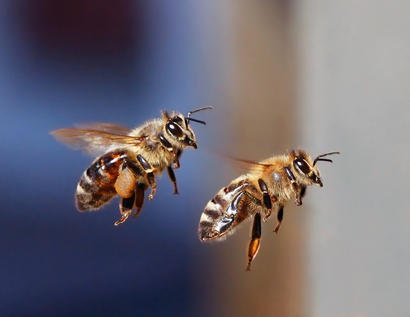alt: Dvě včely medonosné v letu. Zdroj Wikimedia Commons, autor Waugsberg, licence CC BY-SA 3.0.