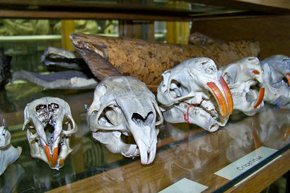 alt: Lebky hlodavců ze zoologických sbírek.