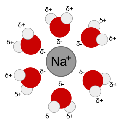 alt: Během hydratace se sodný kation (uprostřed) obaluje molekulami vody (červeně atomy kyslíku, světle šedě vodíku). Zdroj Wikimedia Commons, autor Taxman, volné dílo / Public Domain.
