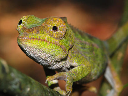 alt: chameleon krátkorohý (*Calumma brevicorne*)