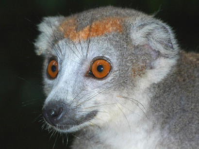 alt: lemur korunkatý (*Eulemur coronatus*)