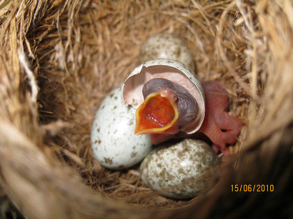alt: Líhnoucí se mládě kukačky obecné v hnízdě rákosníka obecného. Foto Michal Šulc.
