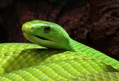 alt: Mamba úzkohlavá, velmi jedovatý had pocházející z východní Afriky. Zdroj Wikimedia Commons, autor Holger Krisp, úpravy Jan Kolář, licence CC BY 3.0.