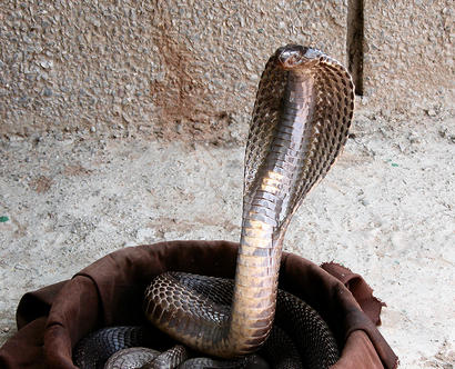 alt: Kobra indická je jedním ze čtyř druhů jedovatých hadů, kteří mají v jižní Asii na svědomí nejvíce případů uštknutí. Zdroj Wikimedia Commons, autor Renaud d'Avout d'Auerstaedt, úpravy Jan Kolář, licence CC BY-SA 2.5.