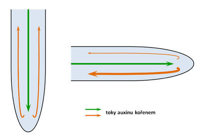 alt: Schéma proudění rostlinného hormonu auxinu kořenem. Když se kořen dostane do vodorovné polohy, teče více auxinu do jeho spodní části. Hormon zde potlačí prodlužování buněk a kořen se ohne dolů. Autor Jan Kolář, licence CC BY-SA 3.0.