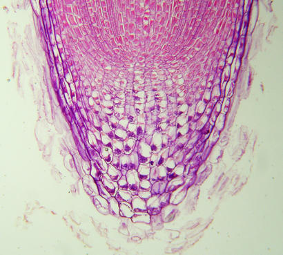 alt: Podélný řez špičkou kořene; spodní oblast s většími buňkami je kořenová čepička. V buňkách střední části čepičky jsou vidět škrobová zrna (fialové tečky). Zdroj Wikimedia Commons, autor Clematis, úpravy Jan Kolář, licence CC BY-SA 2.5.