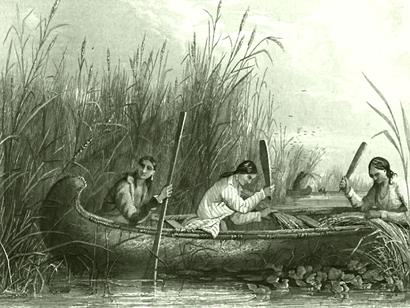 alt: Indiánské ženy sklízející ovsuchu z kánoe. Ilustrace z 19. století, autor S. Eastman.