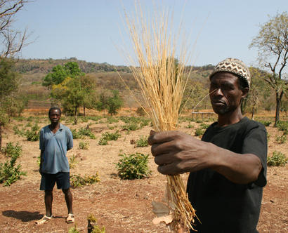 alt: Zemědělci ze Senegalu ukazují sklizenou rosičku útlou neboli fonio. Zdroj Wikimedia Commons, autor Richard Nyberg, USAID, volné dílo / Public Domain.