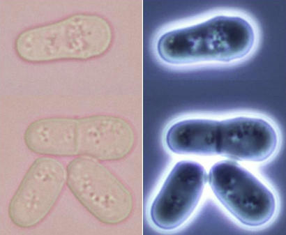 alt: Buňky kvasinky *Schizosaccharomyces pombe* v různých fázích dělení. Zdroj Wikimedia Commons, autor Roland Gromes, úpravy Jan Kolář, licence CC BY-SA 3.0.