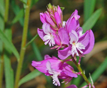 alt: Detail květů vítodu obecného (*Polygala vulgaris*). Tento druh potkáte v české přírodě častěji než vítod větší. Zdroj Wikimedia Commons, autor Hectonichus, úpravy Jan Kolář, licence CC BY-SA 3.0.