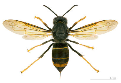 alt: Sršeň čínská (*Vespa velutina*). Na snímku je exemplář poddruhu *Vespa velutina nigrithorax*, který ohrožuje včelstva ve Francii. Zdroj Wikimedia Commons, autor Didier Descouens, licence CC BY-SA 4.0.
