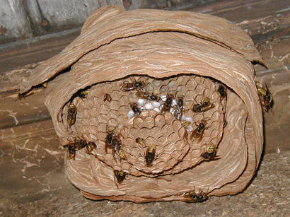 alt: Hnízdo sršně obecné v podkroví venkovského domu. Zdroj Wikimedia Commons, autor Epukas, úpravy Jan Kolář, licence CC BY-SA 3.0.