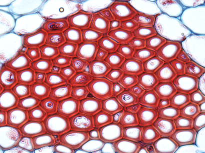 alt: Příčný řez sklerenchymatickými vlákny. Ztlustlé buněčné stěny obsahující lignin jsou obarveny červeně. Zdroj Wikimedia Commons, autor Snowman frosty at en.wikipedia, volné dílo / Public Domain.