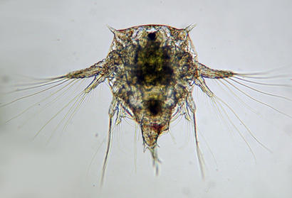 alt: Naupliová larva svijonožce druhu *Elminius modestus*. Zdroj Wikimedia Commons, autor ottolarink5, úpravy Jan Kolář, licence CC BY-SA 3.0.