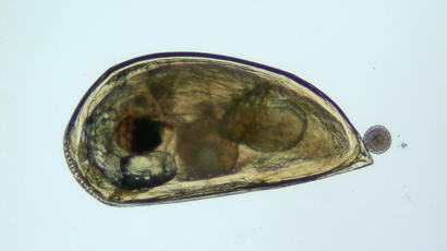 alt: Cypridová larva svijonožce. Zdroj Wikimedia Commons, autor M. C. Mingorance Rodríguez, volné dílo / Public Domain.