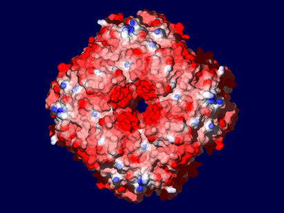 alt: Dva pohledy na bílkovinu Rubisco, která je klíčovým enzymem fotosyntézy. Autor vizualizací Václav Martínek.