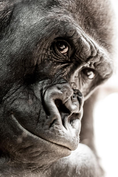 alt: Parafyletický taxon lidoopi zahrnuje mimo jiné gorily *(na snímku)* nebo šimpanze. Nepatří do něj ovšem lidé, přestože jsou blízce příbuzní šimpanzům. Foto Petr Jan Juračka.
