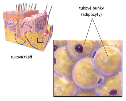 alt: Tuková tkáň (žlutě) umístěná v podkoží a detail tukových buněk. Zdroj Wikimedia Commons, autor Blausen.com staff. 