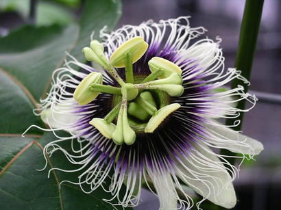alt: Mučenka jedlá má také krásné květy. Zdroj Wikimedia Commons, autor Agricultural Research Service, volné dílo / Public Domain.