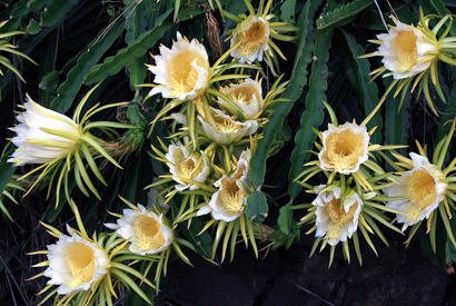 alt: Kaktus *Hylocereus undatus* rozkvétá v noci. Zdroj Wikimedia Commons, autor Brocken Inaglory, úpravy Jan Kolář, licence CC BY-SA 3.0.