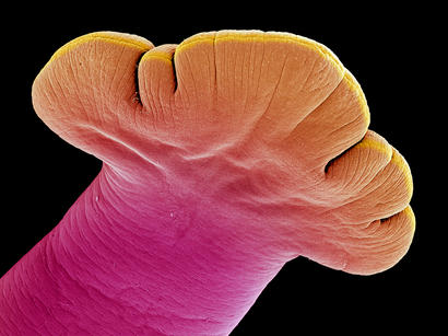 alt: Vějířovitě rozšířená hlavička tasemnice ze skupiny vědecky nazývané Caryophyllidea. Snímek byl pořízen skenovacím elekronovým mikroskopem a počítačově obarven.