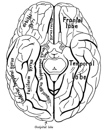 alt: Pohled na hemisféry lidského mozku ze spodní strany. Závit gyrus fusiformis, patrně hlavní centrum zpracovávající informace o tvářích, je zde označen jako „fusiform gyrus“. Zdroj Wikimedia Commons, autor Johannes Sobotta, volné dílo / Public Domain.